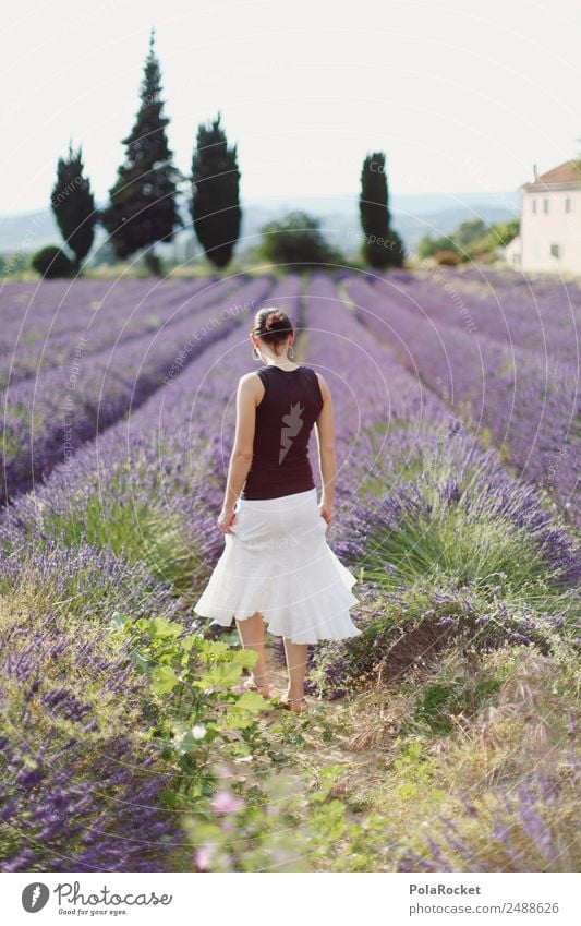 #A# Ausflug in die Provence Umwelt Natur Landschaft Pflanze ästhetisch Lavendel Lavendelfeld Lavendelernte violett Blühend Blühende Landschaften Frau