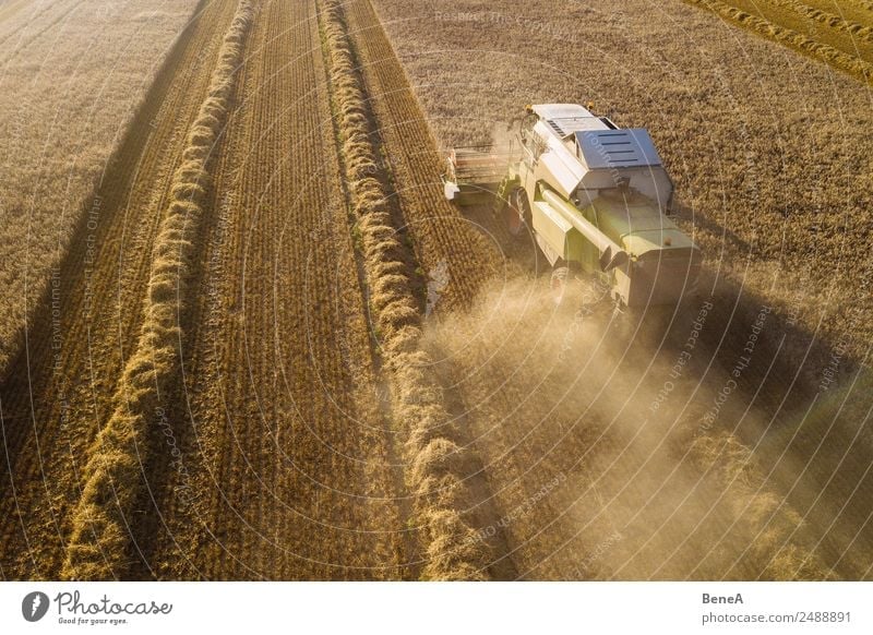 Ein Mähdrescher erntet Getreide auf einem Maisfeld in der Abendsonne von oben gesehen Antenne Luftaufnahme Ackerbau Gerste Müsli Dröhnen Dürre trocknen