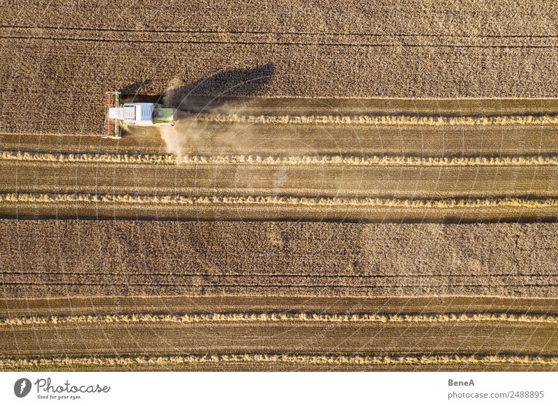 Ein Mähdrescher erntet Getreide auf einem Maisfeld in der Abendsonne von oben gesehen Antenne Luftaufnahme Ackerbau Gerste Müsli Dröhnen Dürre trocknen
