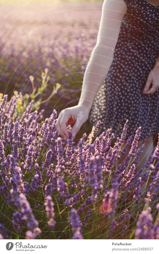 #A# langsam pflücke Umwelt Natur Landschaft Pflanze ästhetisch pflücken Ernte violett Feld Provence Frankreich Blühend Blühende Landschaften Idylle Kitsch