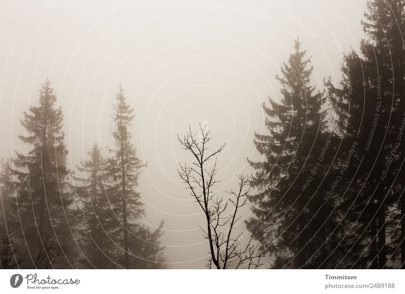 Krimi | Umfeld Umwelt Natur Landschaft Pflanze Himmel schlechtes Wetter Nebel Baum Wald Traurigkeit dunkel braun Angst sepiafarben Sepia Gedeckte Farben