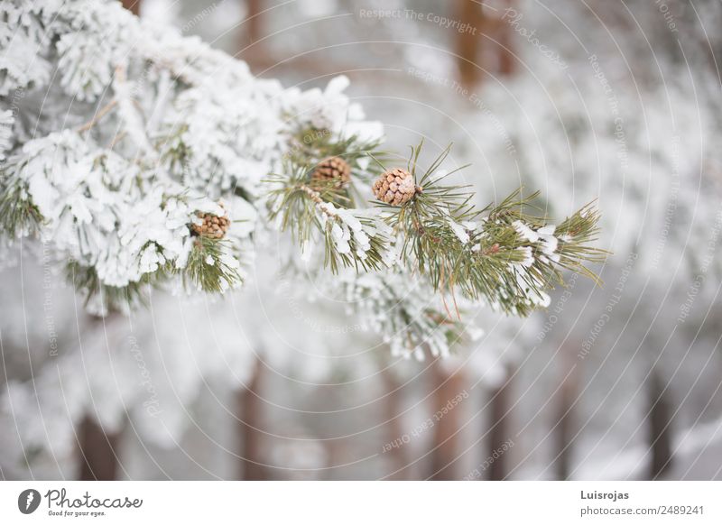 Verzweigung mit Schnee an einem Wintertag Natur Pflanze Eis Frost Baum Wald Berge u. Gebirge Schneebedeckte Gipfel atmen Coolness Gesundheit schön weiß