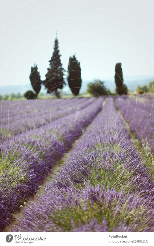 #A# Lila Feld Umwelt Natur Landschaft Pflanze Schönes Wetter ästhetisch Lavendel Lavendelfeld Lavendelernte violett Frankreich Provence Reihe Idylle Farbfoto