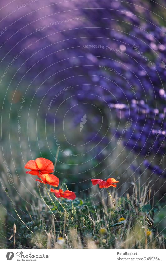 #A# Wegrand Lila-Rot Umwelt Natur Landschaft Pflanze Tier Klima Klimawandel Schönes Wetter Garten Park Wiese Feld ästhetisch Lavendel Lavendelfeld Lavendelernte