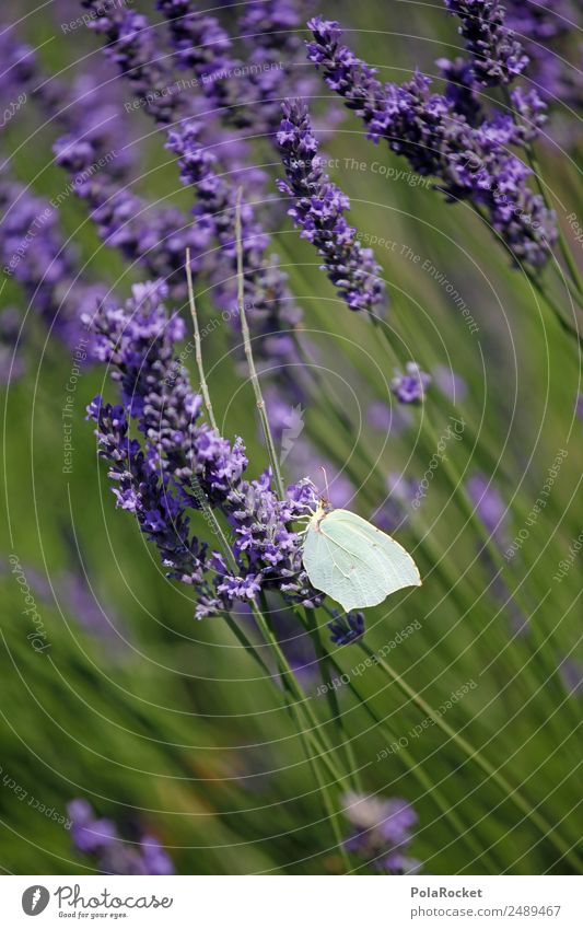 #A# Leichtwesen Umwelt Natur Landschaft Pflanze Tier Klima Schönes Wetter Garten Park Wiese Feld ästhetisch Zufriedenheit Schmetterling Lavendel Lavendelfeld