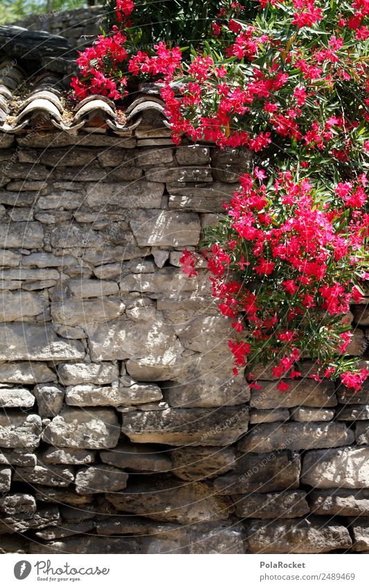 #A# Lila Zeug Kunst ästhetisch Blume Bougainvillea Garten Steingarten Steingartenpflanzen mediterran Pflanze Frankreich Provence rot violett Farbfoto mehrfarbig