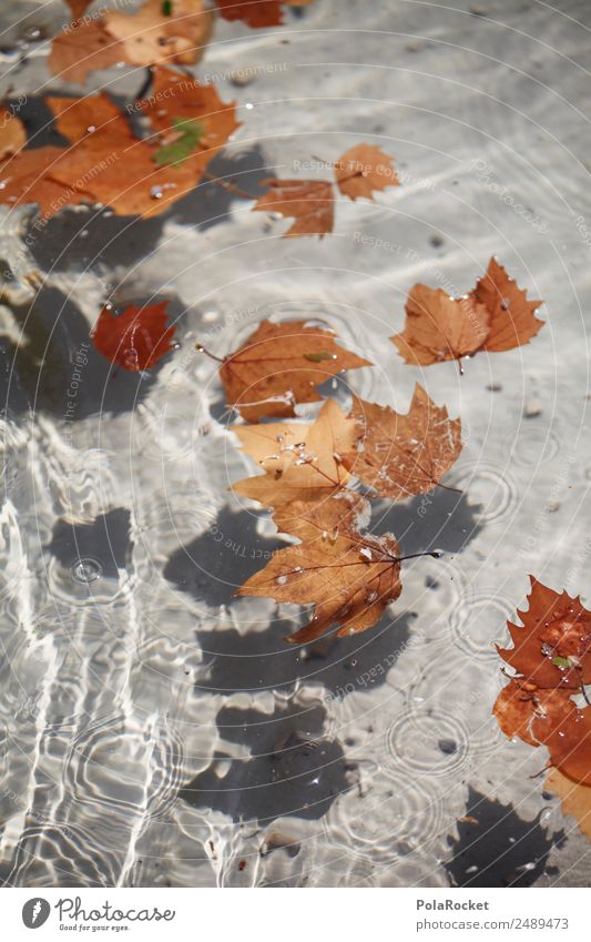#A# Herbstwasser Umwelt ästhetisch Wasser Wasseroberfläche Blatt blättern braun herbstlich Herbstlaub Herbstfärbung Herbstbeginn Herbstwetter Farbfoto