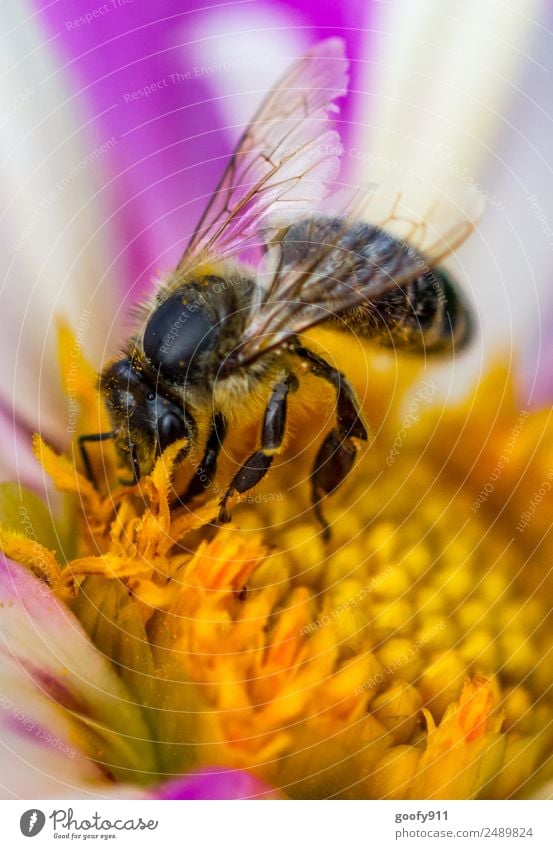 Bienchen Biene Tier Blüte Blume Natur Park Wiese Garten beobachten