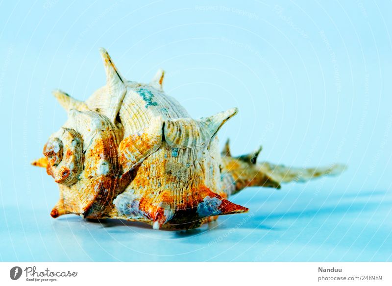 Ich wär so gern im Urlaub 1 Tier ästhetisch Wasserschnecken Muschelschale Strandgut Ferien & Urlaub & Reisen Sommer Urlaubsstimmung Farbfoto mehrfarbig