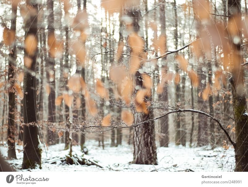 Le calme enchantement Umwelt Natur Winter Eis Frost Schnee Baum Blatt Wald kalt Kraft ruhig Winterwald Waldboden Laubwald Baumstamm Schneedecke Schneelandschaft
