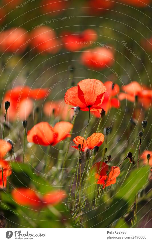 #A# Rotes Feld Kunst ästhetisch Mohn Mohnblüte Mohnfeld Mohnblatt rot Frankreich Provence Blume Wiesenblume Idylle Farbfoto mehrfarbig Außenaufnahme Nahaufnahme