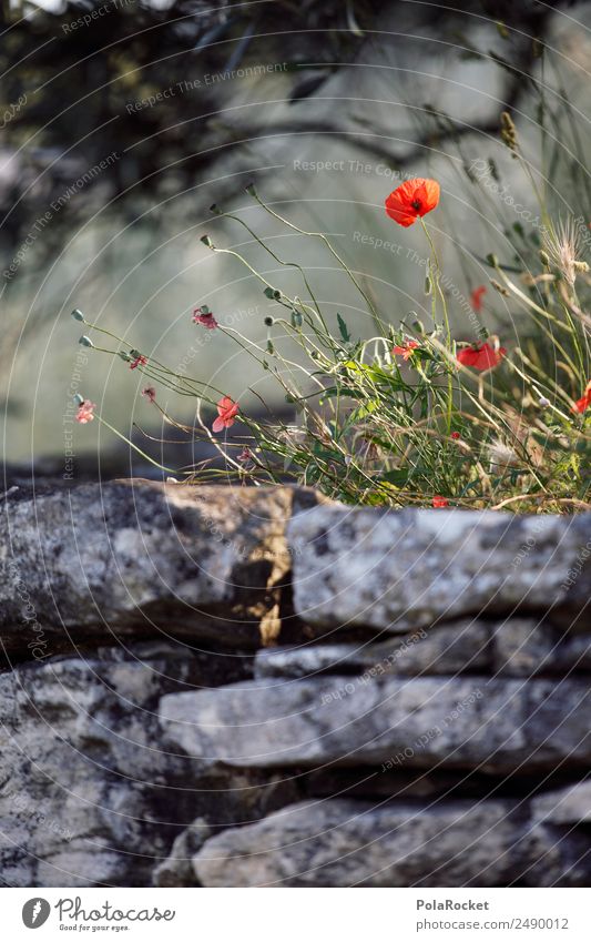 #A# Mauerblümchen Umwelt Natur Landschaft Pflanze Klima Schönes Wetter Garten Park Wiese Wald ästhetisch Mohn Mohnblüte Mohnblatt Idylle Frankreich Provence