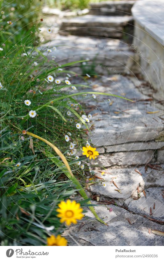 #A# Gartenweg Natur ästhetisch Gartenbau Gartenpflanzen Wege & Pfade Blume gelb mediterran Treppe Idylle Wegrand Farbfoto Gedeckte Farben Außenaufnahme