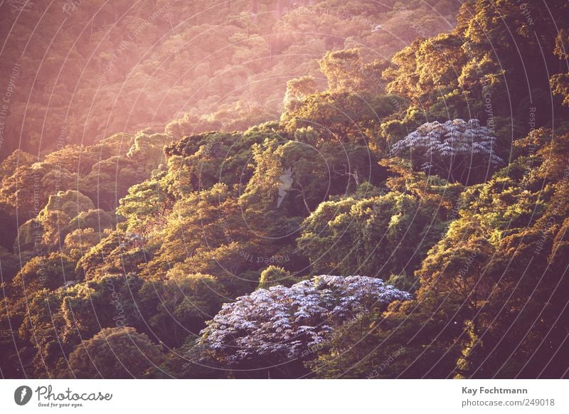 Mata Atlântica Umwelt Natur Landschaft Pflanze Sonnenaufgang Sonnenuntergang Sommer Schönes Wetter Baum Urwald Rio de Janeiro Brasilien Südamerika ästhetisch