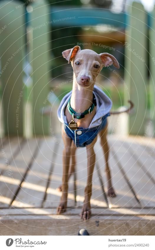 Kleiner italienischer Windhundhund Glück schön Freundschaft Natur Tier Garten Park Haustier Hund 1 Freundlichkeit Fröhlichkeit lustig niedlich braun Freude
