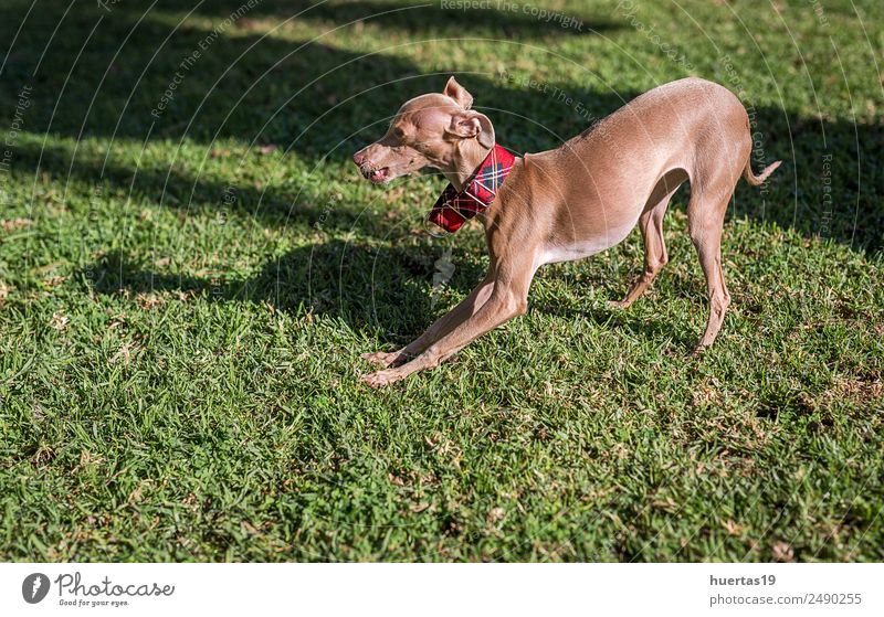 Kleiner italienischer Windhundhund Glück schön Spielen Freundschaft Natur Tier Park Haustier Hund 1 genießen Freundlichkeit Fröhlichkeit klein lustig braun