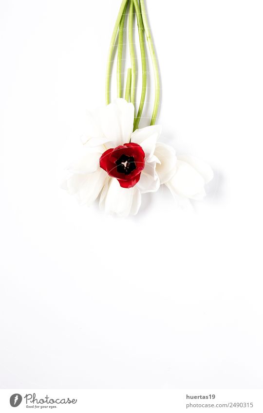 Floraler Hintergrund Valentinstag Kunst Natur Pflanze Blume Tulpe Blatt Blumenstrauß elegant natürlich grün Liebe Farbe Dekor hübsch Postkarte Rahmen