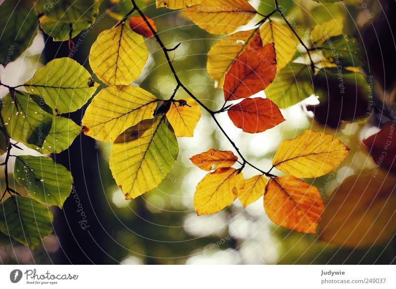 Bald schon wieder Umwelt Natur Himmel Herbst Pflanze Baum Blatt Wald Wachstum alt natürlich Farbe Leben Verfall Vergänglichkeit Wandel & Veränderung