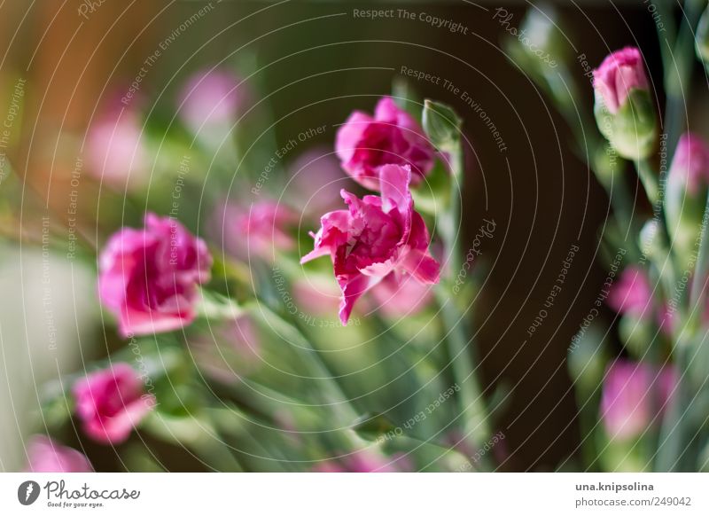 blümchen-nachschub Natur Pflanze Blüte Nelkengewächse Blühend Duft frisch natürlich rosa Farbfoto Nahaufnahme Makroaufnahme Menschenleer Schwache Tiefenschärfe