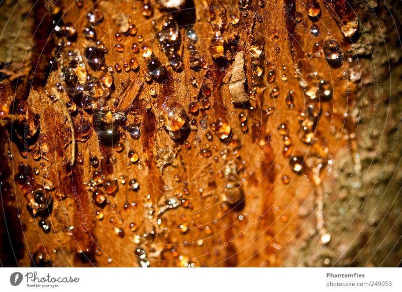 Harz Natur Sommer Baum schleimig klebrig Baumrinde Farbfoto Außenaufnahme Makroaufnahme Menschenleer Tag Sonnenlicht