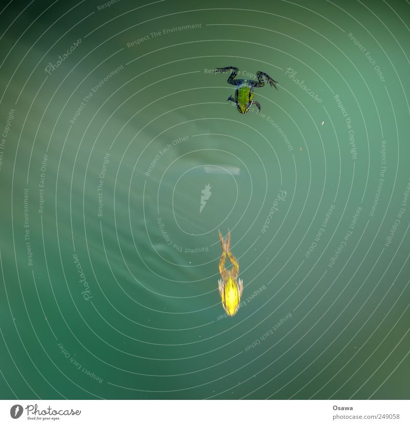 Frösche Frosch Tier 2 Schwimmen & Baden Im Wasser treiben Teich grün Amphibie kalt Textfreiraum Außenaufnahme Sonnenlicht Lichtbrechung Schwimmunterricht