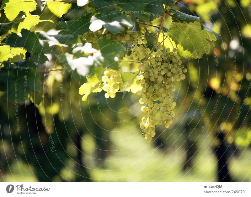 Riesling. Umwelt Natur Landschaft Pflanze ästhetisch Wein Weinberg Weintrauben Weinlese Weinbau geschmackvoll Gastronomie Qualität Gegend Italien hängen reif