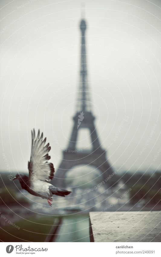 Pariser Abflug 1 Tier grau Tour d'Eiffel Taube fliegen fliegend Flügel Flugzeugstart Farbfoto Gedeckte Farben Außenaufnahme Menschenleer Schwache Tiefenschärfe