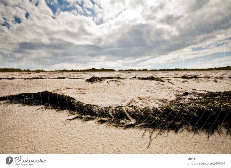 Strand. gut. Ferne Pflanze Sand Himmel Wolken Horizont Schönes Wetter Küste wild Zufriedenheit Leben Natur Umwelt Algen angespült Ufer Sylt Düne Stranddüne