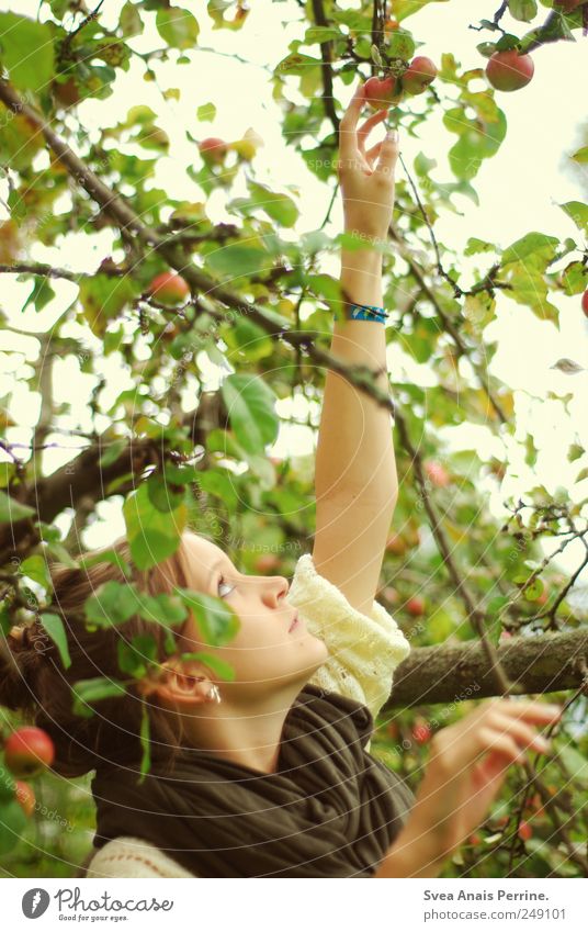 nach den äpfel greifen. Junge Frau Jugendliche 1 Mensch 18-30 Jahre Erwachsene Baum Apfelbaum Apfelbaumblatt Pullover Schal brünett Dutt natürlich Neugier Mut