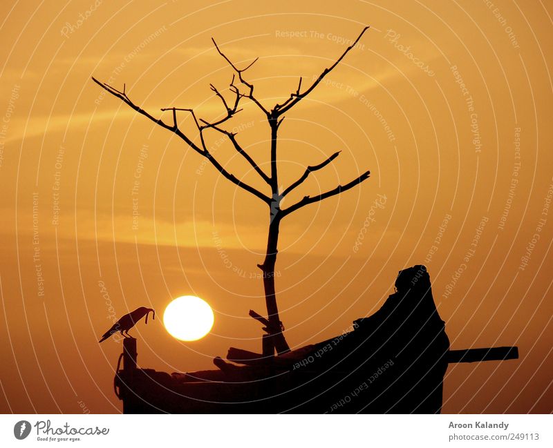 Sonnenuntergang Silhouette harmonisch Wohlgefühl Erholung ruhig Sommer Natur Himmel Wolken Sonnenaufgang Sonnenlicht Schönes Wetter Küste Kleinstadt Fischerboot