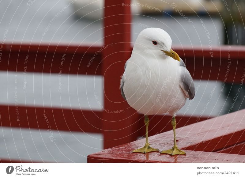Möwe auf rotem Geländer am Hafen Tier Flügel 1 Zaun Holz Wasser Streifen beobachten maritim natürlich gelb weiß Tierliebe friedlich Gelassenheit geduldig ruhig