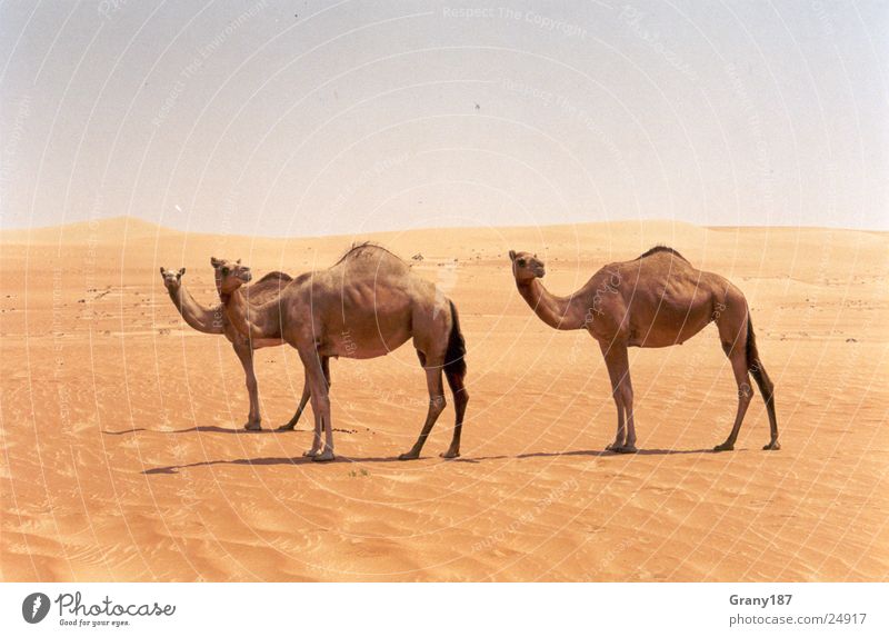 Cameltreiben Asien Werbefachmann Plakat Panorama (Aussicht) Ferien & Urlaub & Reisen Zigarettenmarke Camele Wüste Emirate Werbemittel Plakatwerbung Fernsehn