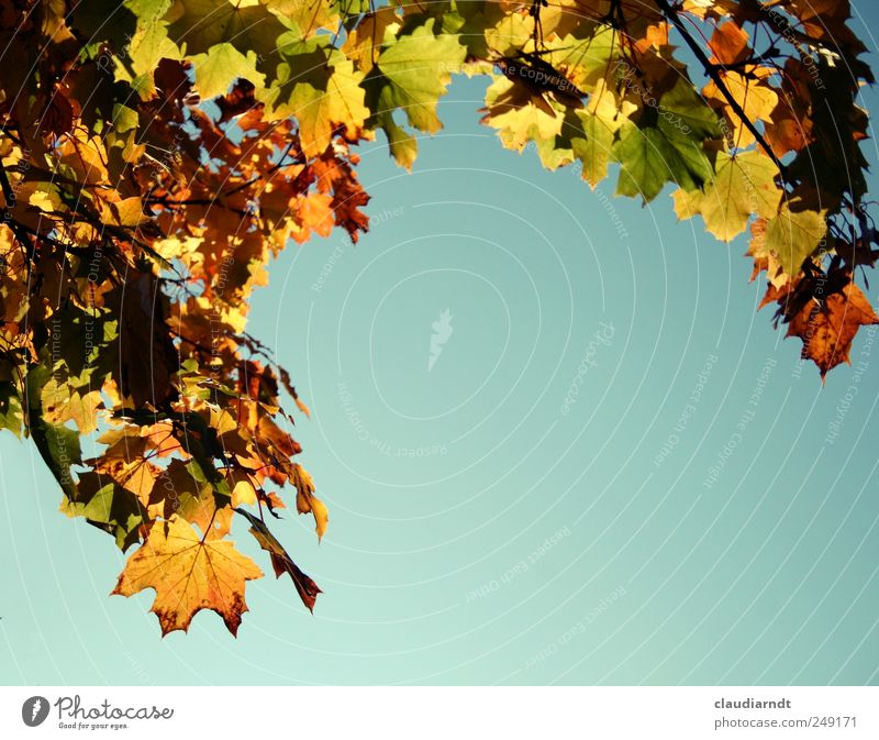 Ökofarben Umwelt Natur Pflanze Himmel Wolkenloser Himmel Herbst Schönes Wetter Blatt leuchten schön mehrfarbig gelb gold herbstlich Herbstlaub Ahorn Ahornblatt