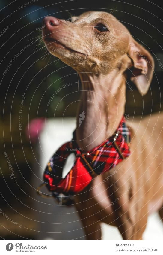 Kleiner italienischer Windhundhund Glück schön Spielen Freundschaft Natur Tier Park Haustier Hund 1 Freundlichkeit Fröhlichkeit klein lustig braun Freude