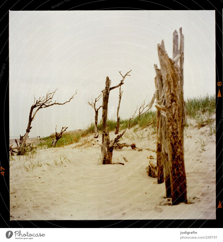 Weststrand Umwelt Natur Landschaft Pflanze Sand Baum Gras Küste Strand Ostsee Darß dehydrieren Wachstum natürlich Stimmung Tod Vergänglichkeit