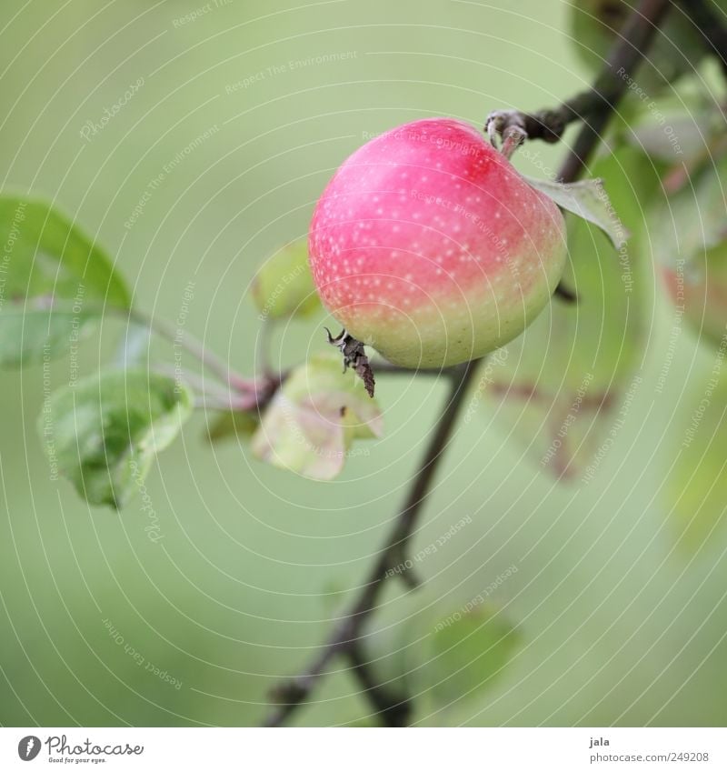 apfel Lebensmittel Apfel Bioprodukte Natur Pflanze Baum Blatt Grünpflanze Nutzpflanze Frucht natürlich grün rosa Farbfoto Außenaufnahme Menschenleer