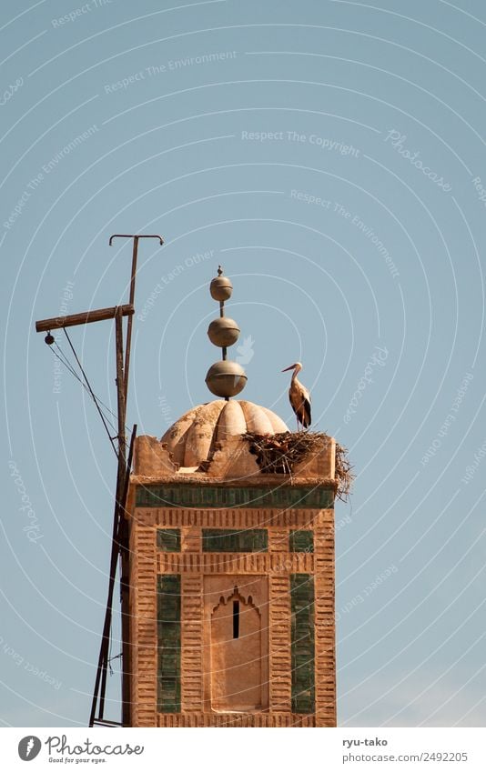 Storch auf Turm Stadt Gebäude Wärme Zufriedenheit Wachsamkeit Gelassenheit geduldig ruhig Antenne Marokko Spitze Stimmung Altstadt alt Himmel Farbfoto