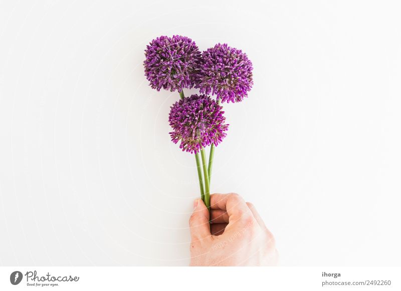 Allium isoliert auf weißem Hintergrund mit menschlicher Hand Gemüse Kräuter & Gewürze elegant schön Sommer Garten Dekoration & Verzierung Mensch Finger Natur