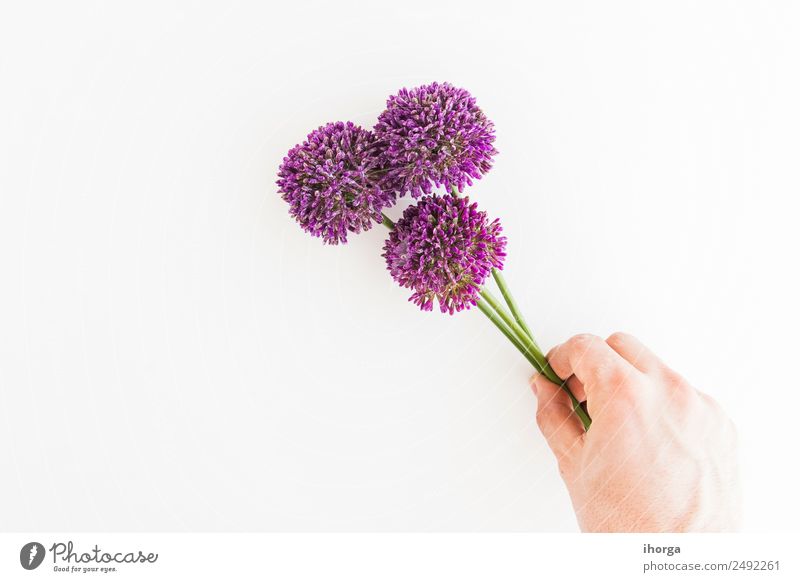Allium isoliert auf weißem Hintergrund Kräuter & Gewürze elegant Garten Dekoration & Verzierung Feste & Feiern Valentinstag Muttertag Mensch Hand Finger Natur