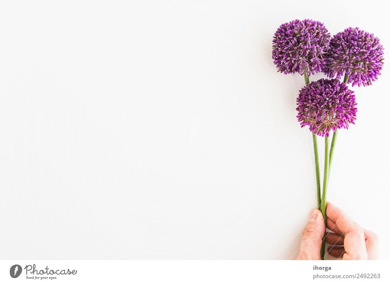 Allium isoliert auf weißem Hintergrund Kräuter & Gewürze elegant schön Garten Dekoration & Verzierung Feste & Feiern Valentinstag Muttertag Mensch Hand Finger