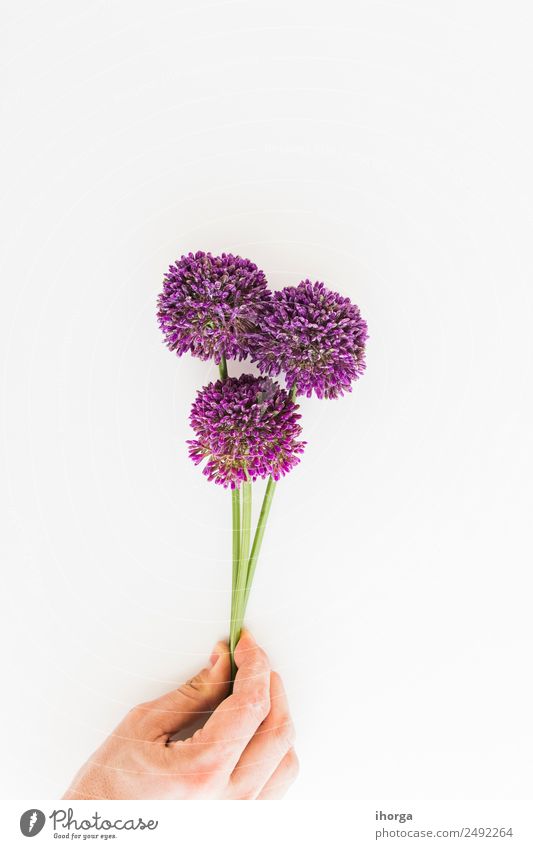 Allium isoliert auf weißem Hintergrund mit menschlicher Hand Gemüse Kräuter & Gewürze elegant schön Garten Dekoration & Verzierung Mensch Finger Natur Pflanze