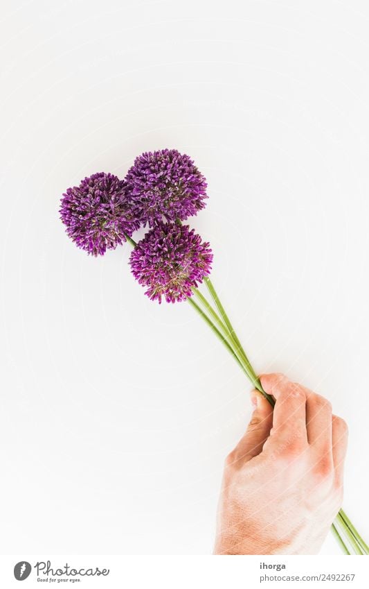 Allium isoliert auf weißem Hintergrund Kräuter & Gewürze elegant Garten Feste & Feiern Valentinstag Muttertag Mensch Hand Finger Natur Pflanze Blume Liebe