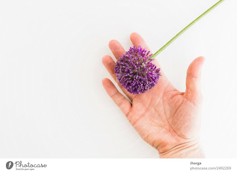 Allium isoliert auf weißem Hintergrund Gemüse Kräuter & Gewürze elegant schön Garten Feste & Feiern Valentinstag Muttertag Mensch Hand Finger Natur Pflanze