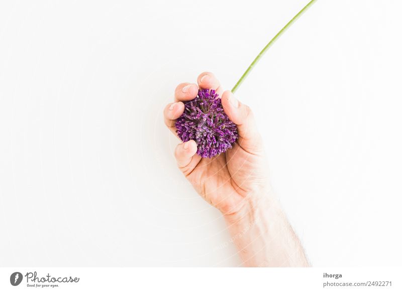 Allium isoliert auf weißem Hintergrund Gemüse Kräuter & Gewürze schön Sommer Garten Feste & Feiern Valentinstag Muttertag Mensch Hand Finger Natur Pflanze Blume