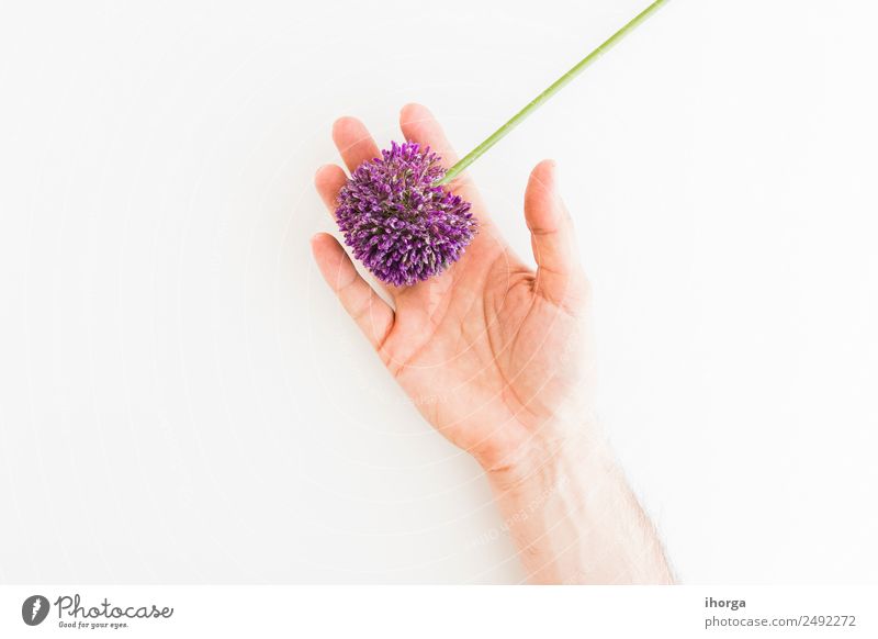 Allium isoliert auf weißem Hintergrund Kräuter & Gewürze elegant schön Sommer Garten Dekoration & Verzierung Feste & Feiern Valentinstag Muttertag Mensch Hand