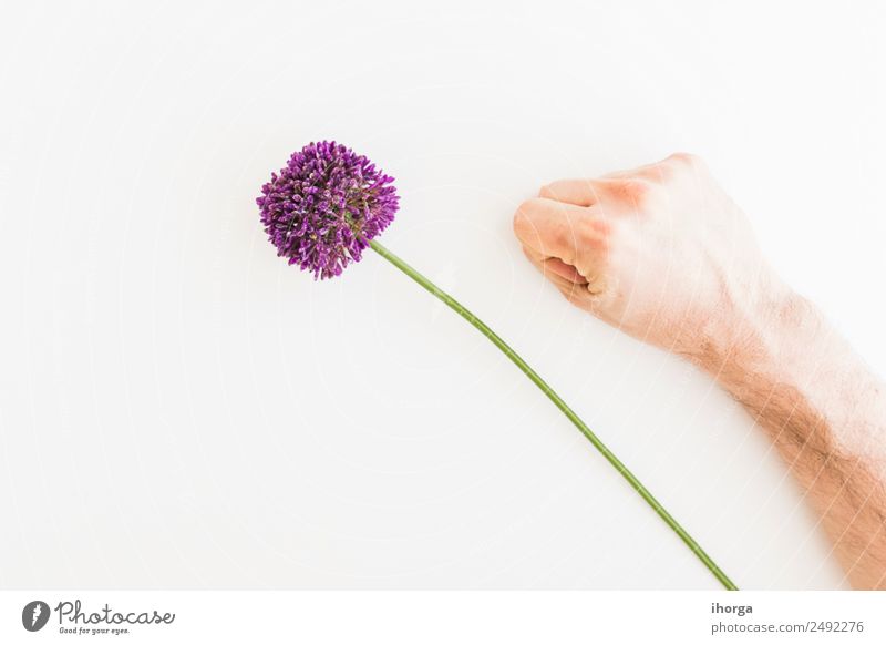 Allium isoliert auf weißem Hintergrund Gemüse Kräuter & Gewürze elegant schön Garten Feste & Feiern Valentinstag Muttertag Mensch Hand Finger Natur Pflanze