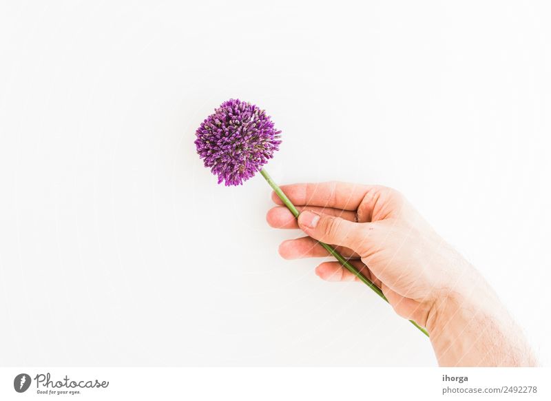 Allium isoliert auf weißem Hintergrund Gemüse Kräuter & Gewürze elegant Sommer Garten Feste & Feiern Valentinstag Muttertag Mensch Hand Finger Natur Pflanze