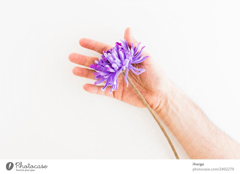 Menschliche Hand beim Fangen eines Löwenzahns Kräuter & Gewürze schön Sommer Garten Feste & Feiern Valentinstag Muttertag Finger Natur Pflanze Blume Blatt Blüte