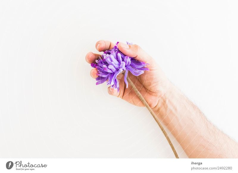Menschliche Hand beim Fangen eines Löwenzahns Kräuter & Gewürze schön Sommer Garten Feste & Feiern Valentinstag Muttertag Finger Natur Pflanze Blume Blatt Blüte