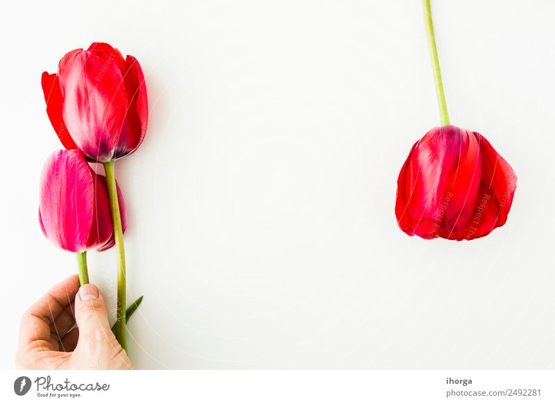 Tulpenblüten auf weißem Tisch schön Tapete Feste & Feiern Valentinstag Muttertag Mensch Mann Erwachsene Hand Finger Natur Pflanze Blume Blatt Blüte Liebe frisch